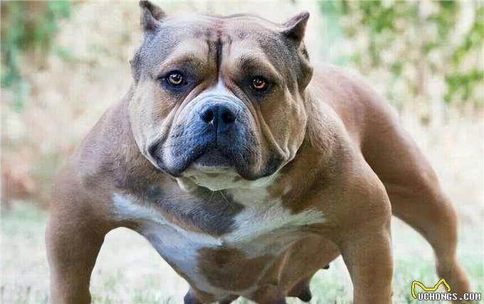 美国最威猛的猎犬!比特犬不是对手,街头恶霸犬只能靠边站