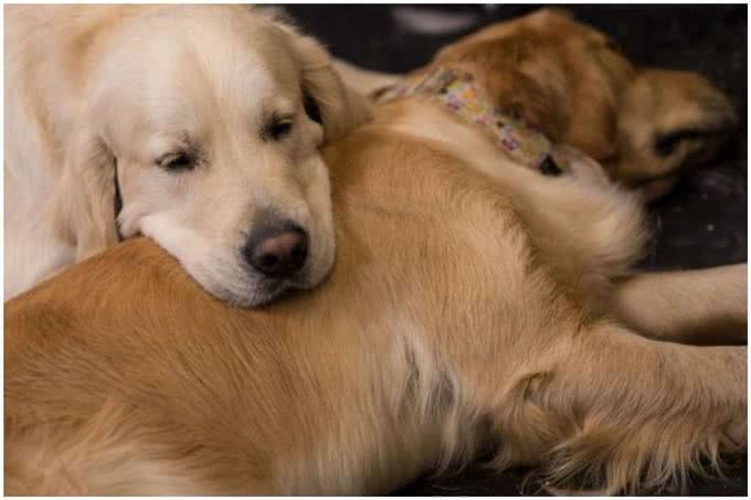 年薪29万!豪宅主人帮狗狗找保姆,看完要求网友吵起来了