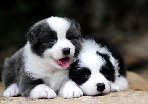 新手狗爸狗妈看过来,幼犬粮咋挑?怎么给狗子选择狗粮