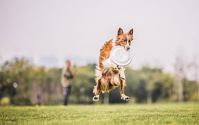 新手狗爸狗妈看过来,幼犬粮咋挑?怎么给狗子选择狗粮