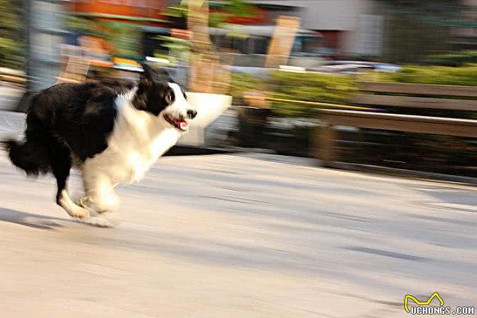 新手狗爸狗妈看过来,幼犬粮咋挑?怎么给狗子选择狗粮