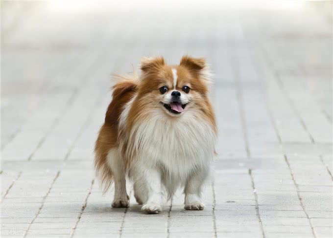 狗狗骨折多少钱能治好?要注意什么?