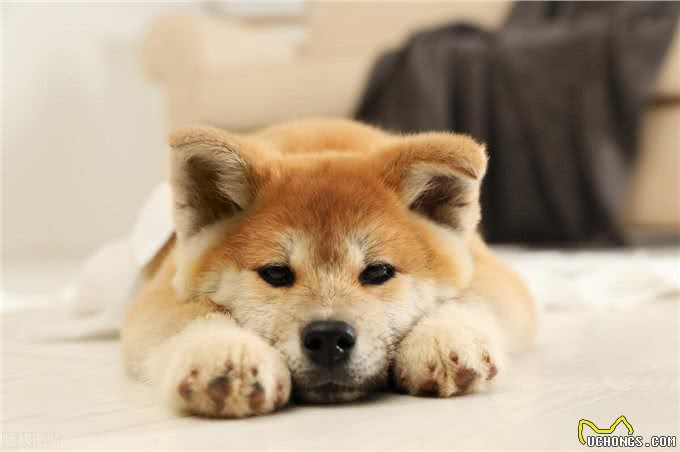 狗狗骨折多少钱能治好?要注意什么?