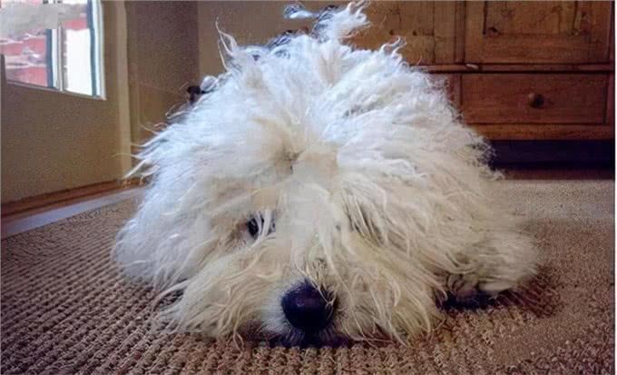 狗狗毛发粗糙的4大原因!6种食物可以美毛亮毛?轻松改善