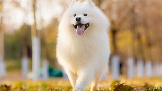 狗狗毛发粗糙的4大原因!6种食物可以美毛亮毛?轻松改善