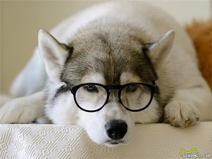 狗狗毛发粗糙的4大原因!6种食物可以美毛亮毛?轻松改善