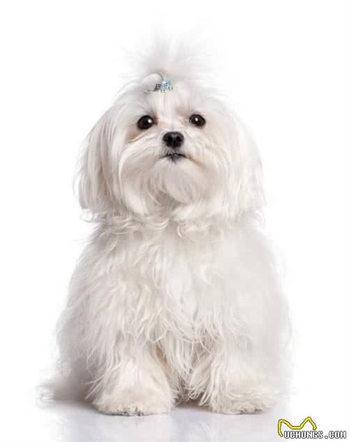 约克夏和马尔济斯区别,马尔济斯犬和约克夏犬有什么区别