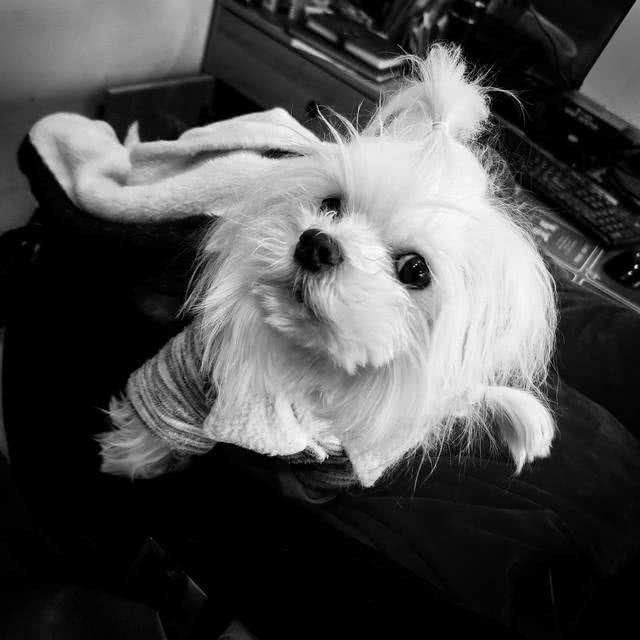 约克夏和马尔济斯区别,马尔济斯犬和约克夏犬有什么区别