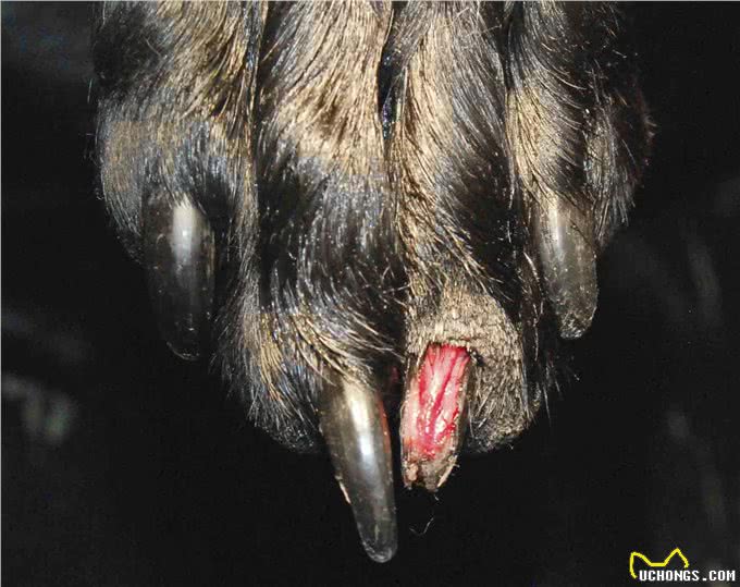 狗狗指甲受伤了,应该怎么处理?按以下步骤照做就行