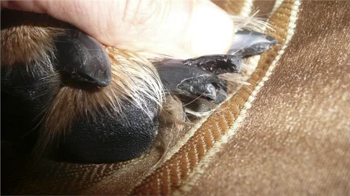 狗狗指甲受伤了,应该怎么处理?按以下步骤照做就行
