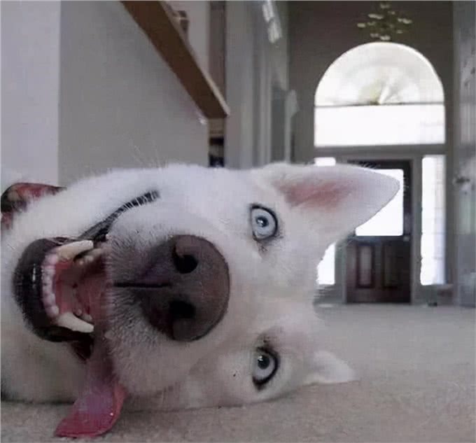 狗狗装死训练一览