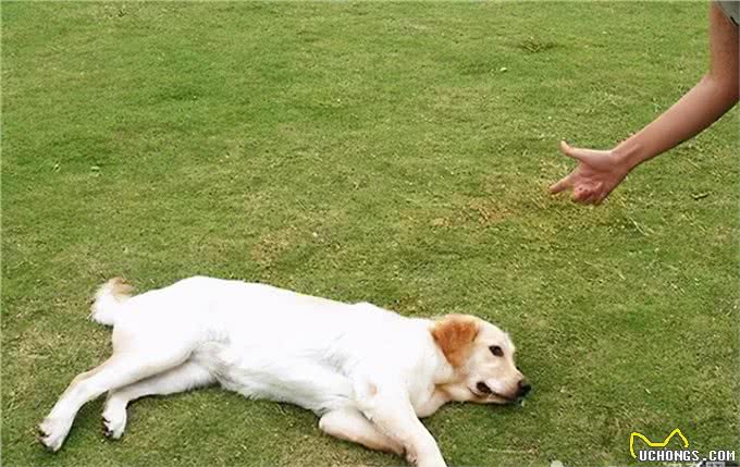 狗狗装死训练一览