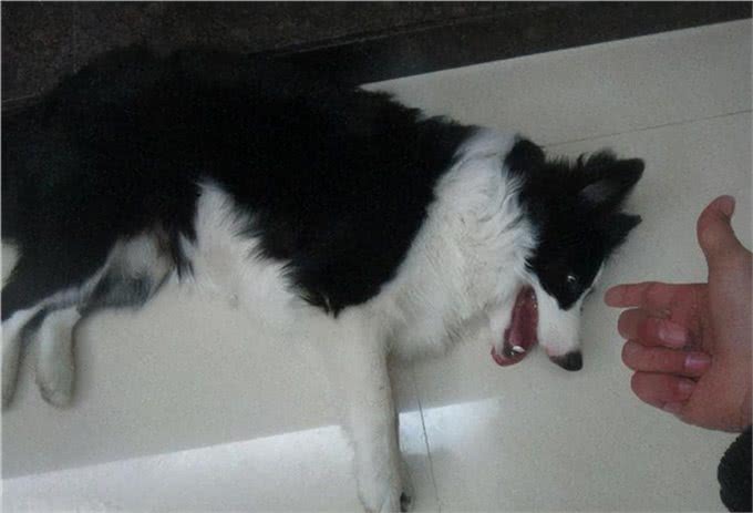 狗狗装死训练一览