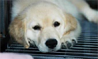 狗狗一直打喷嚏一定是感冒了吗?不一定哦,可能还有这种原因