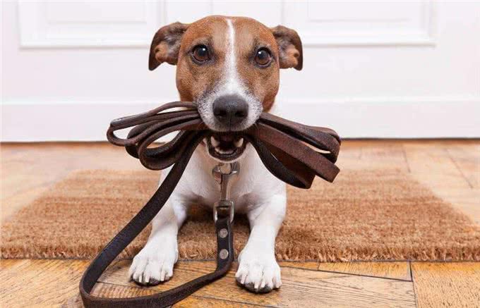 教会狗狗在不同的环境下正确坐下,使狗能快乐地和主人成长