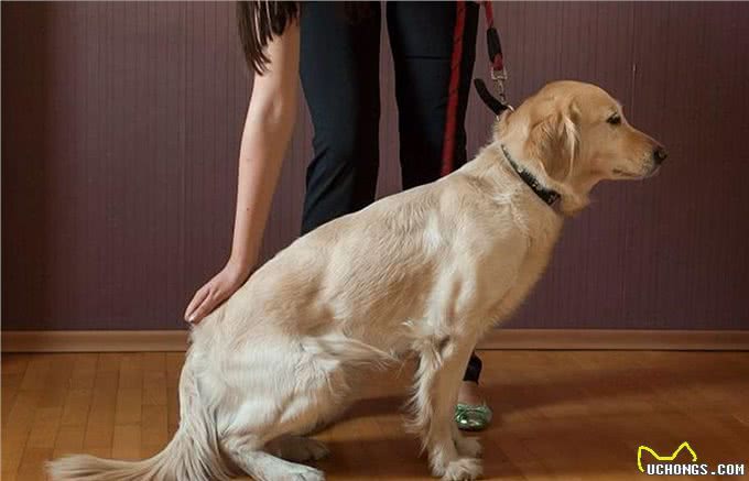 教会狗狗在不同的环境下正确坐下,使狗能快乐地和主人成长
