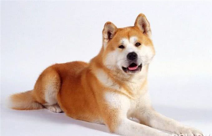 教会狗狗在不同的环境下正确坐下,使狗能快乐地和主人成长