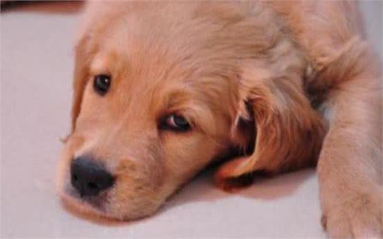 狗狗不吃东西没精神是怎么回事?铲屎官要注意,千万不能大意