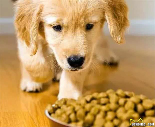 狗狗不吃东西没精神是怎么回事?铲屎官要注意,千万不能大意