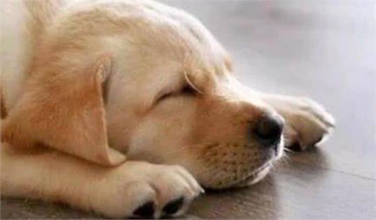 狗狗不吃东西没精神是怎么回事?铲屎官要注意,千万不能大意