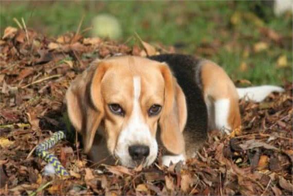 狗狗不吃东西没精神是怎么回事?铲屎官要注意,千万不能大意