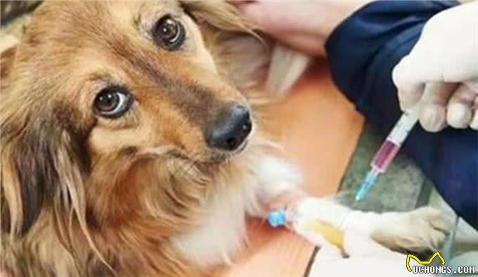 狗狗不吃东西没精神是怎么回事?铲屎官要注意,千万不能大意