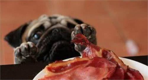 狗狗不吃东西没精神是怎么回事?铲屎官要注意,千万不能大意