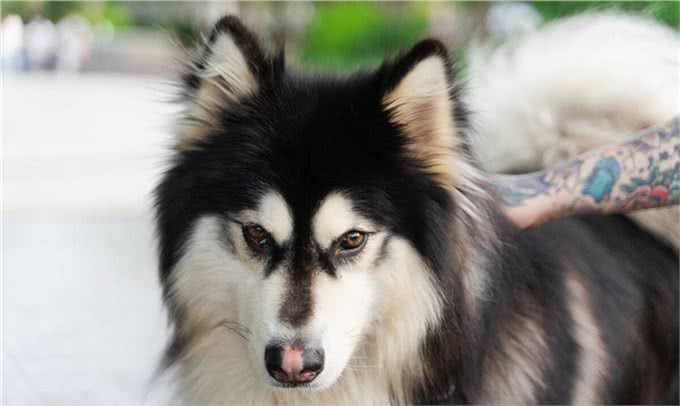 成年阿拉斯加一天吃多少狗粮,吃多少合适,注意些什么