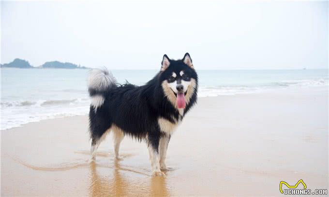 成年阿拉斯加一天吃多少狗粮,吃多少合适,注意些什么