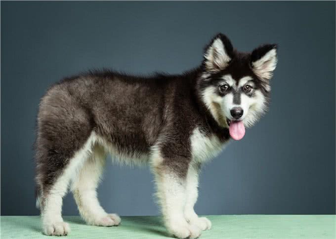 成年阿拉斯加一天吃多少狗粮,吃多少合适,注意些什么