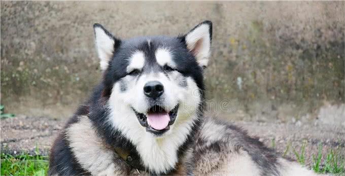 成年阿拉斯加一天吃多少狗粮,吃多少合适,注意些什么