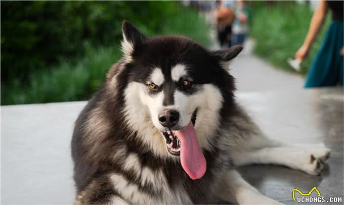 成年阿拉斯加一天吃多少狗粮,吃多少合适,注意些什么