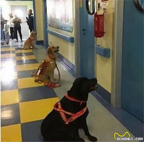 小主人拿平板给狗狗看,他们温馨的互动让人觉得狗狗的生活真美妙