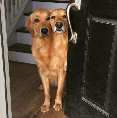 小主人拿平板给狗狗看,他们温馨的互动让人觉得狗狗的生活真美妙