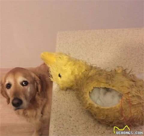 小主人拿平板给狗狗看,他们温馨的互动让人觉得狗狗的生活真美妙