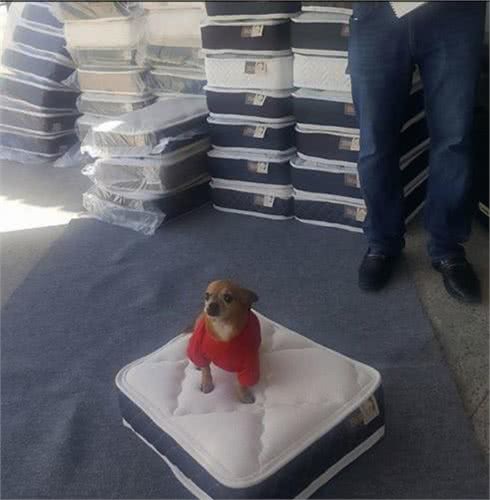 小主人拿平板给狗狗看,他们温馨的互动让人觉得狗狗的生活真美妙