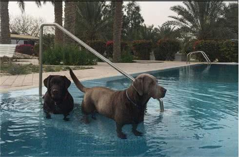 小主人拿平板给狗狗看,他们温馨的互动让人觉得狗狗的生活真美妙