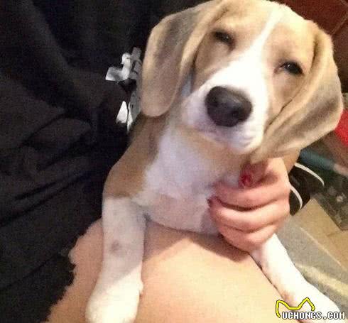 小主人拿平板给狗狗看,他们温馨的互动让人觉得狗狗的生活真美妙