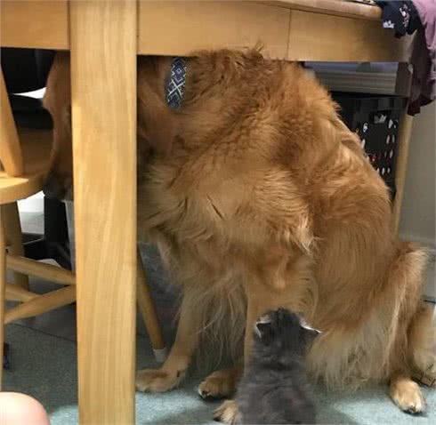 小主人拿平板给狗狗看,他们温馨的互动让人觉得狗狗的生活真美妙