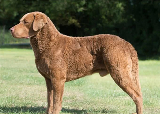 狩猎之王:切萨皮克湾寻回犬和卷毛寻回犬介绍