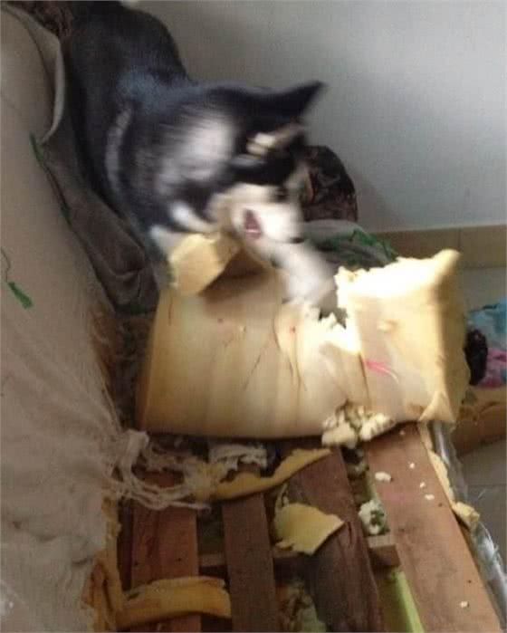 狗狗智商排行,撒手没居然不在倒数行列