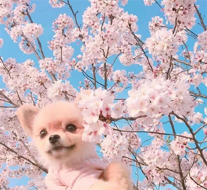 看看你家宠物值多少钱