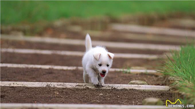 看看你家宠物值多少钱