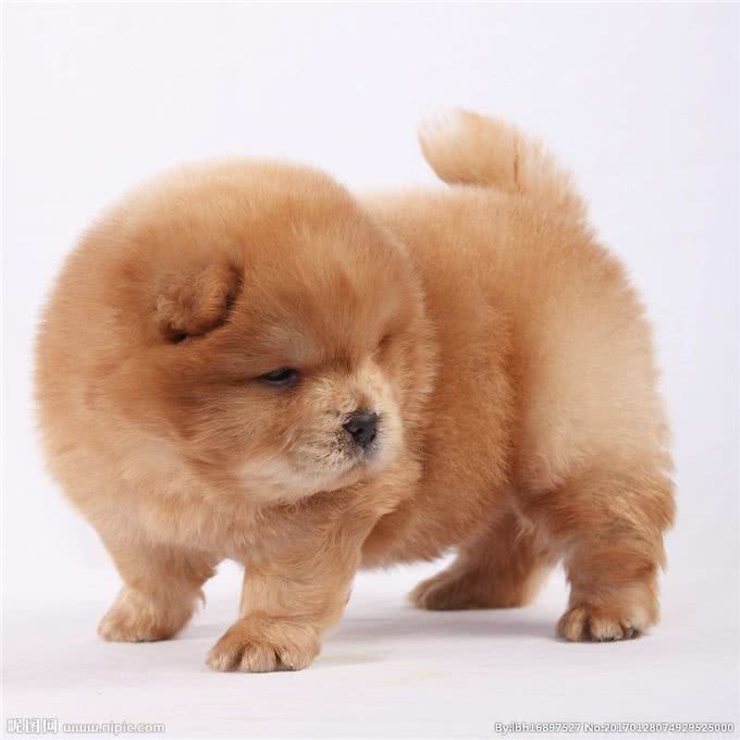 看看你家宠物值多少钱