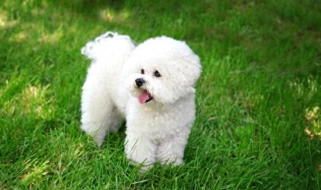 宠物健康养护,如何用家中常见物品为宠物做SPA?