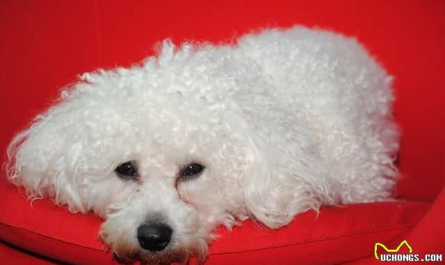 宠物健康养护,如何用家中常见物品为宠物做SPA?