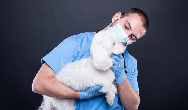 宠物健康养护,如何用家中常见物品为宠物做SPA?