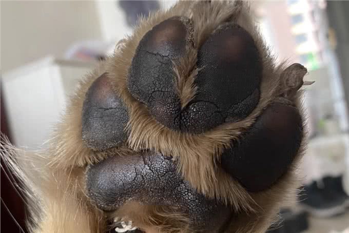 狗狗的脚垫为什么会长出奇怪的毛?这种疾病你可能不知道