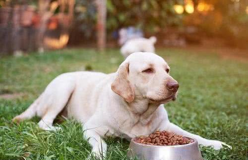 养狗后不得不承认的几个事实,很多人都中了