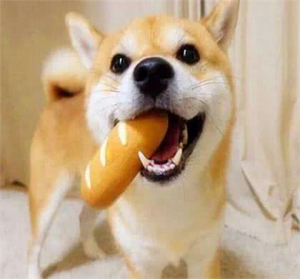 狗狗捡到玩具却不愿交给你?主人你知道它心里是咋想的吗?